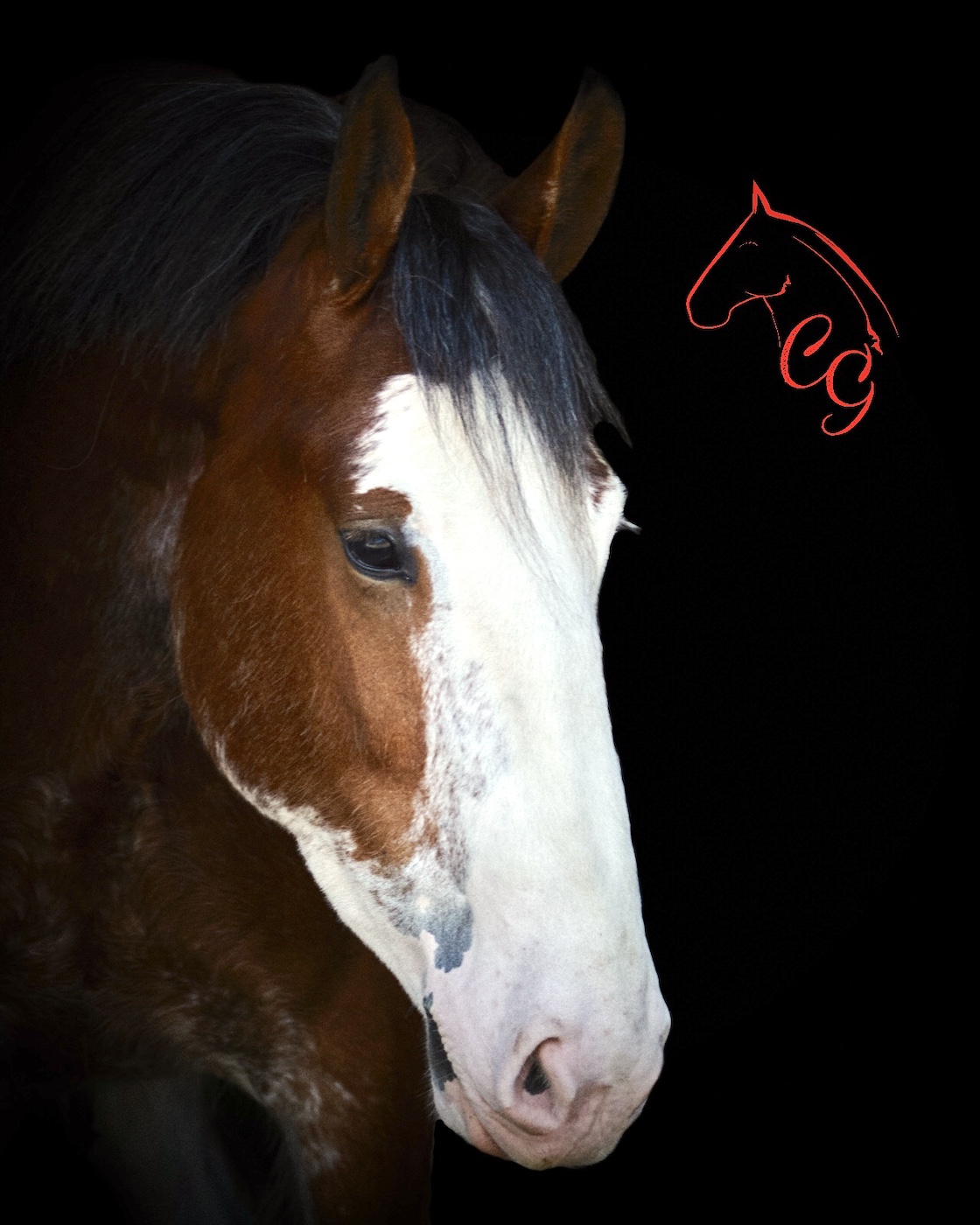 Clydesdale Equine Horse Portrait Photography